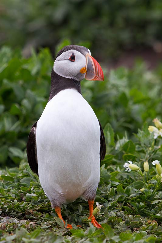 uffins, papegaaiduiker, vogels, schotland