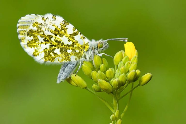 vlinders, macrofotografie, oranjetipje, insecten