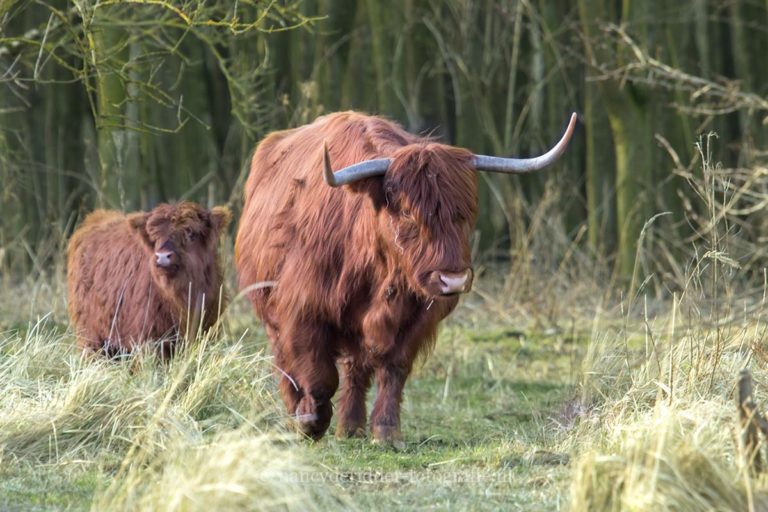 dieren, koe, haan, slang. boomkikker, schotse hooglander