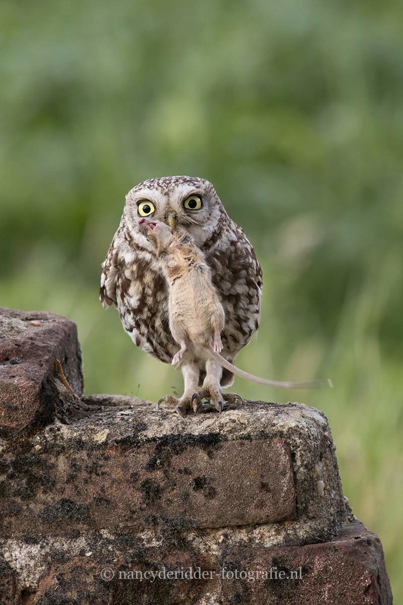 uilen, steenuil, bosuil, velduil, oehoe