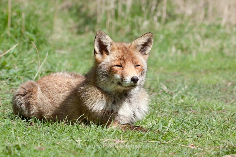 vossen, vrij-natuur, AWD, dierenfotografie