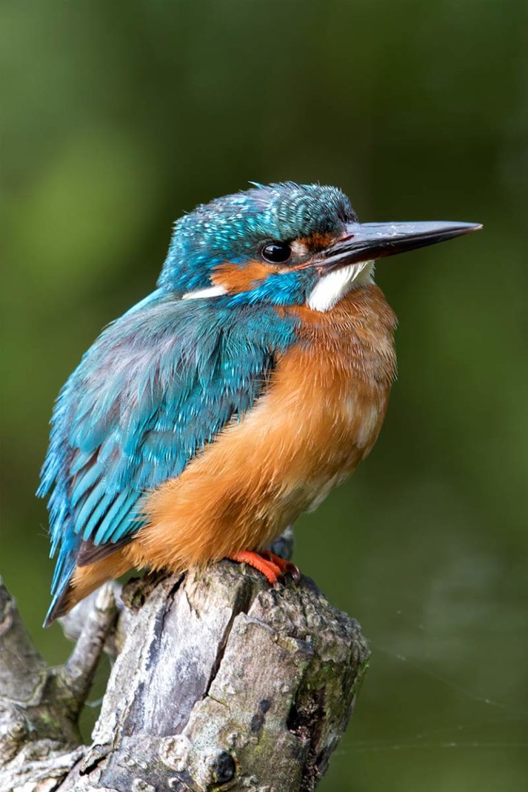 ijsvogels, kingfisher, vogels, vogelfotografie