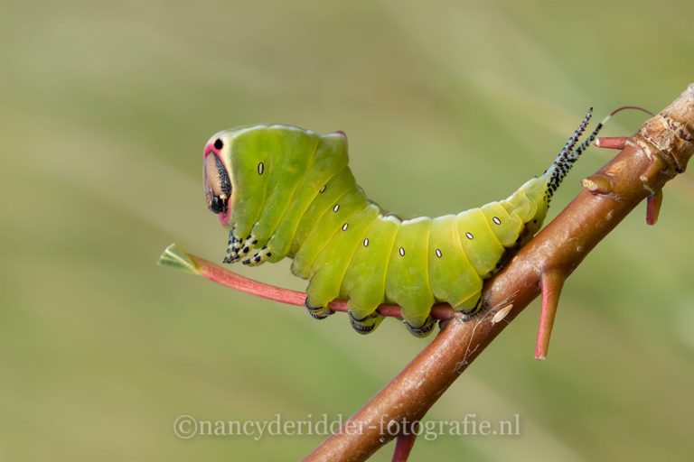rupsen, macrofotografie, natuur, hermelijnrups, insecten