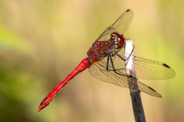 Juffers, libellen, macrofotgrafie, heidelibel, waterjuffer, insecten