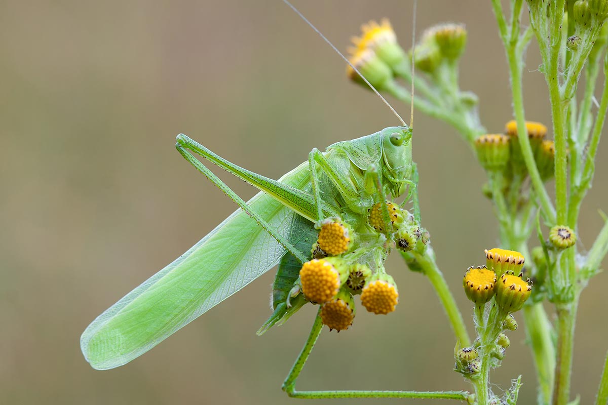 sprinkhaan, bladwesp, tijgerspin, macrofotografie, insecten