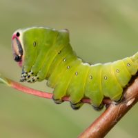 macrofotografie, rupsen, vlinders, hermelijnrups, koninginnepage
