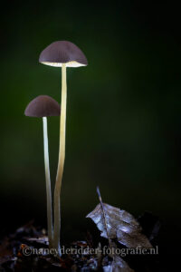 paddenstoelen, lightpainting, fantasie, herfst, franjehoedje
