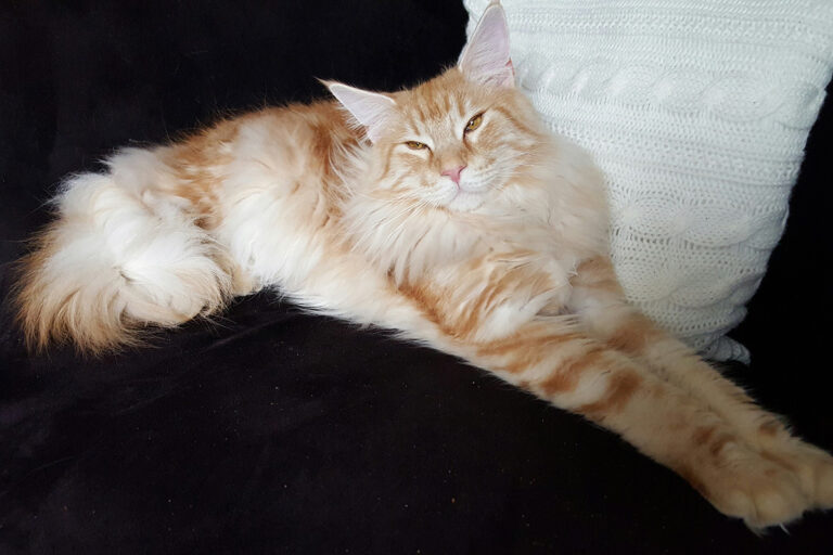 Baileys, maine-coon, kater