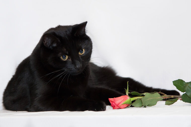 Yentl, beslissing, kitten