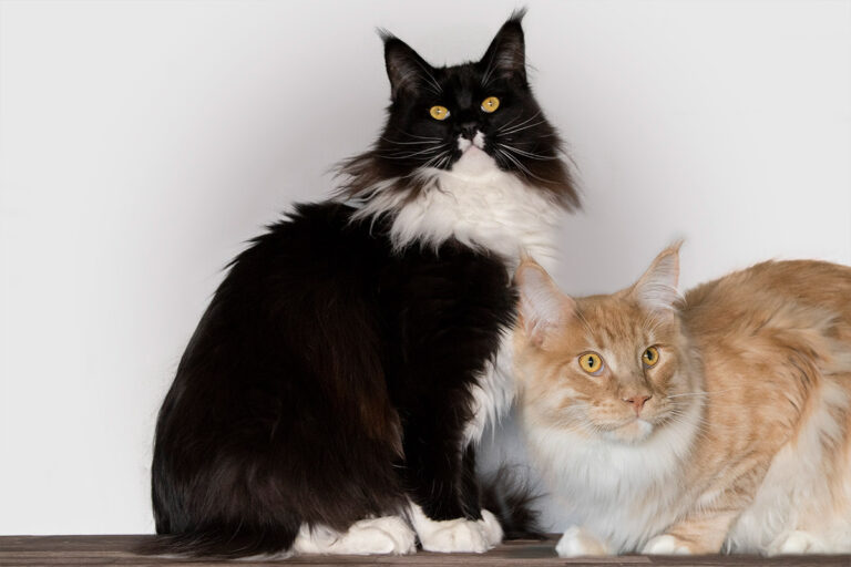 Maine Coon, kittens, raskat, beslissing nementen