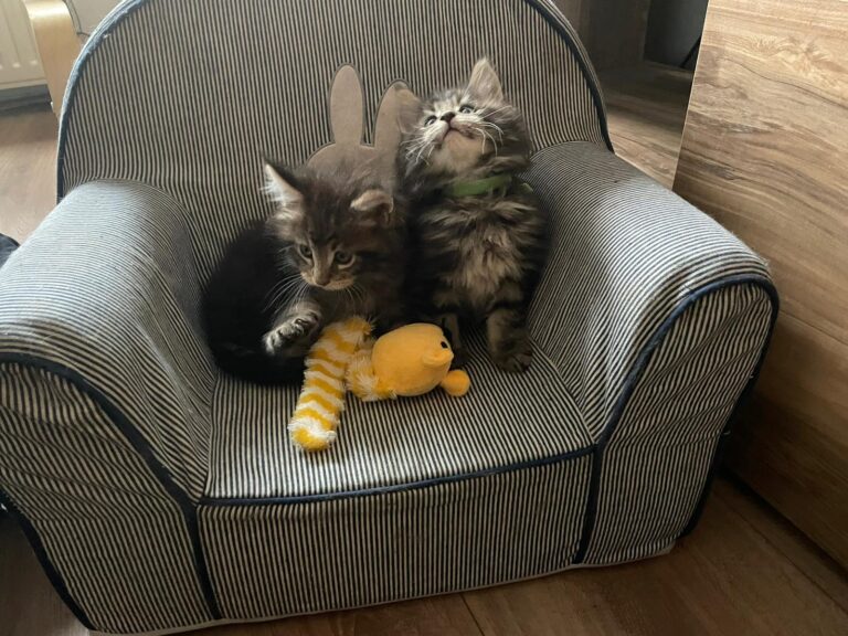 cooper en spencer, kittens, maine-coon