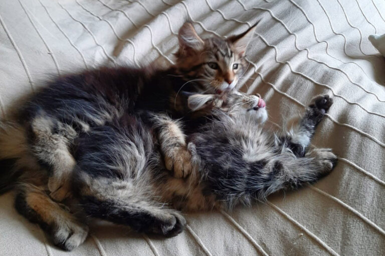 slapen, eerste-nacht, indrukken, kittens