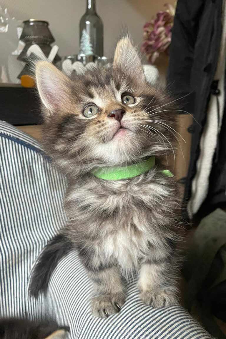cooper, kitten, maine-coon