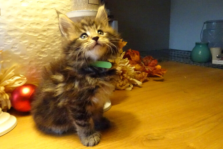 cooper, maine-coon, kitten