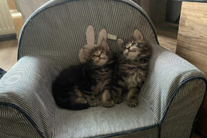 ontmoeting, tweeling, maine-ccon, kittens