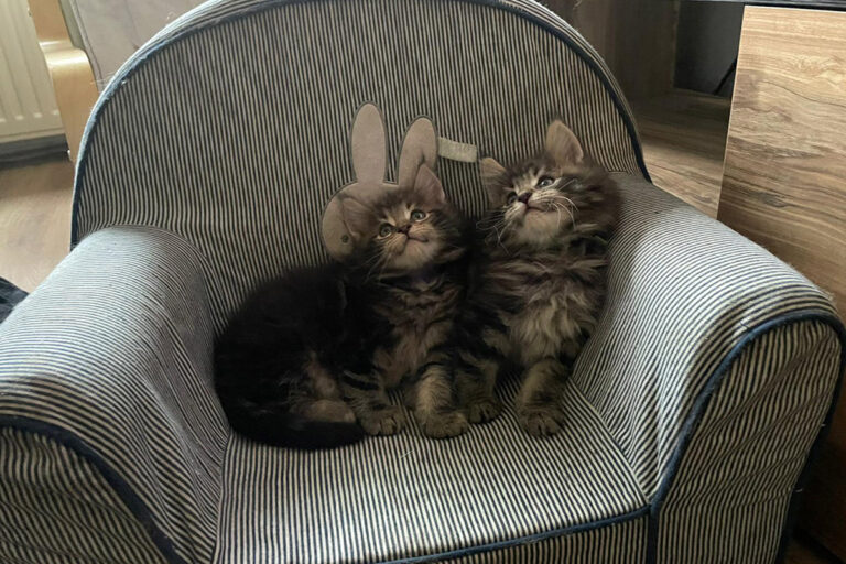 ontmoeting, tweeling, maine-ccon, kittens