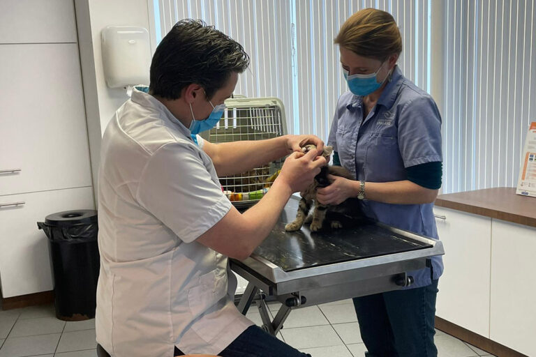 cooper, dierenarts, check-up, spannend