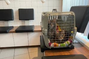 dierenarts, cooper-spencer, spannend