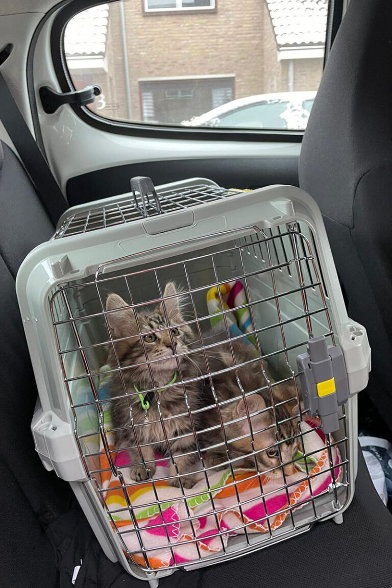 onderweg, auto, thuiskomst