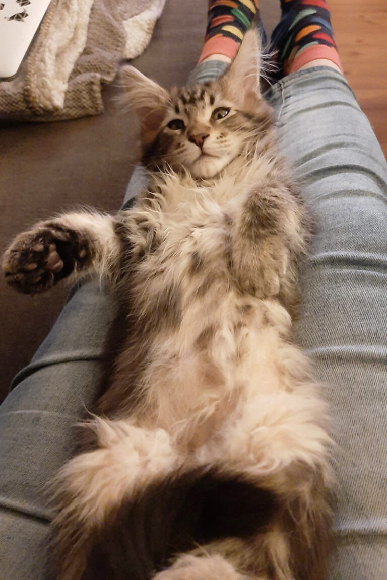slapen, kittens, maine-coon
