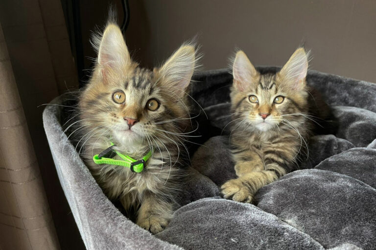 Cooper-Spencer, maine-Coon, kittens