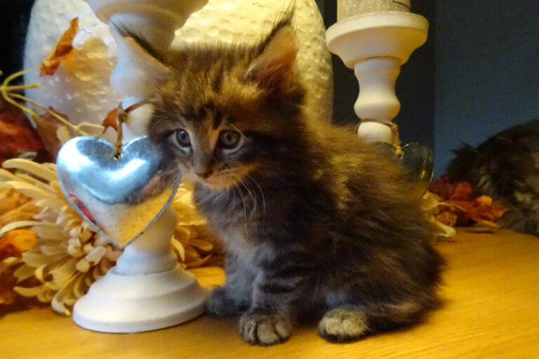 kitten, maine-coon.spencer