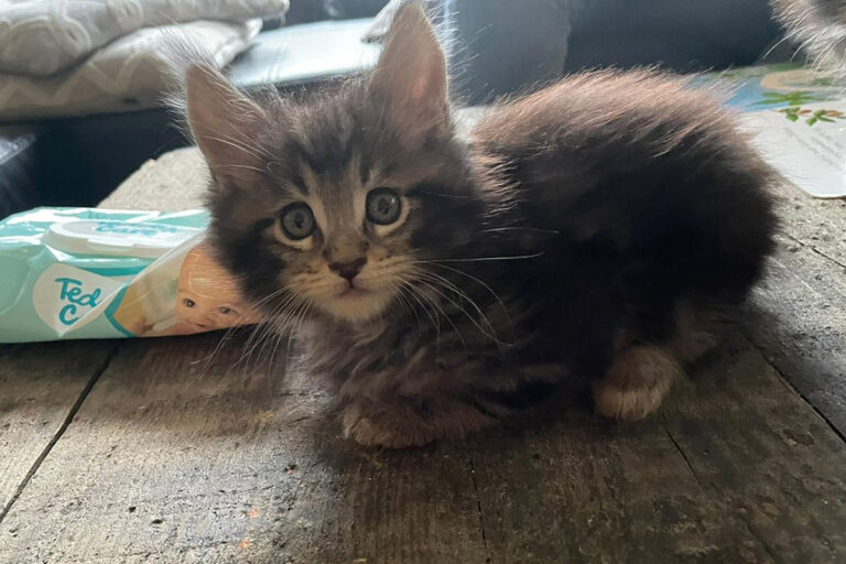 spencer, kitten, maine-coon