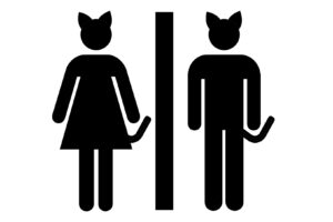 voorbereidingen, kattenmeubel, kattenspeeltjes