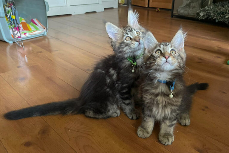 thuiskomst, onderweg, kittens, maine-coon