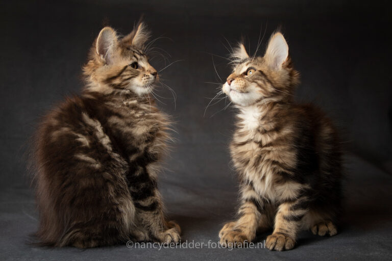 Fotoshoot, Cooper, Spencer