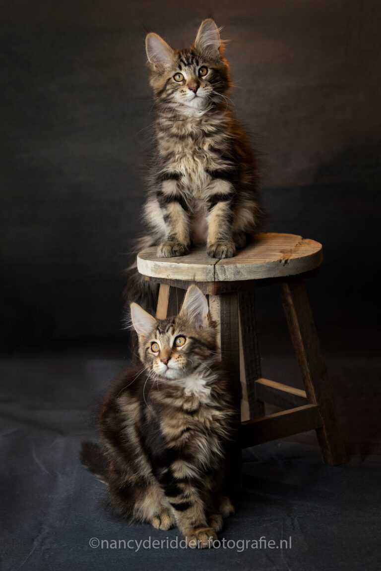 fotoshoot, liefde, cooper, spencer