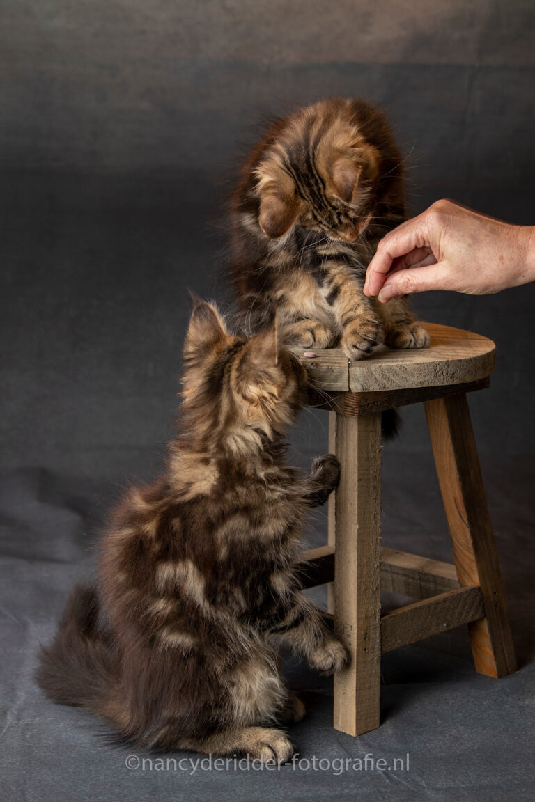 fotoshoot, making of