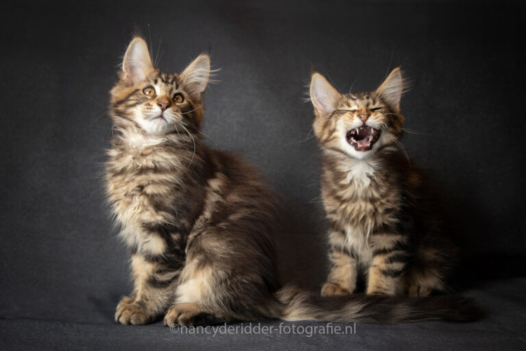 fotoshoot, gapen, vermoeiend