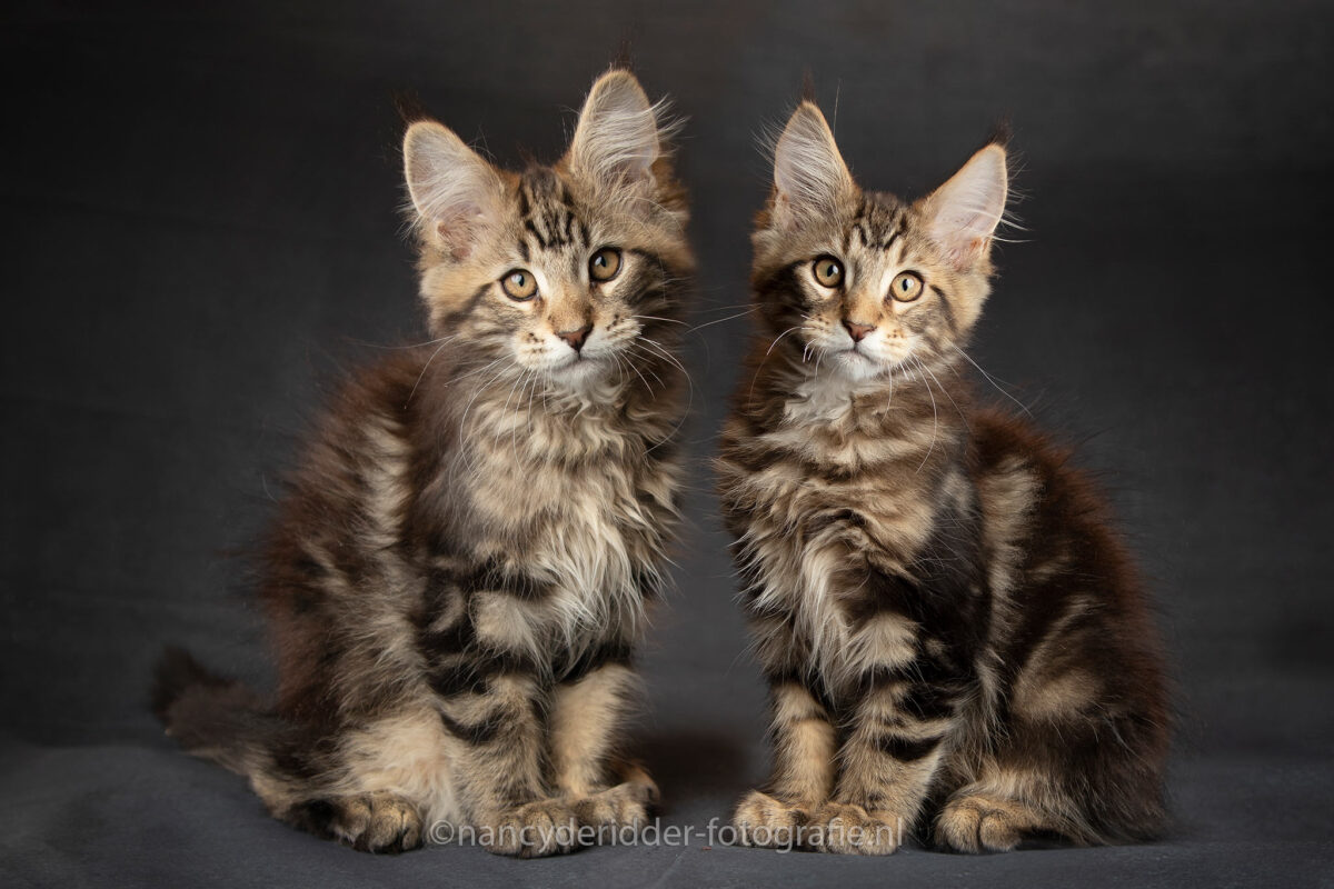 fotoshoot, cooper en spencer