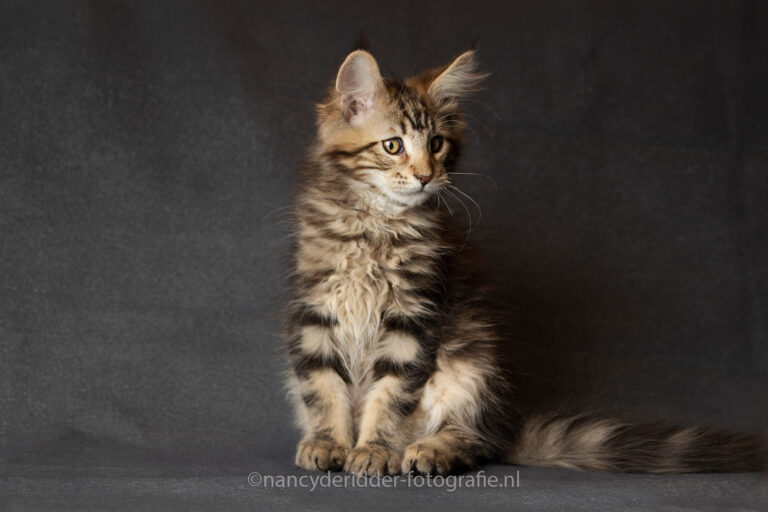 Cooper, fotoshoot, maine-coon