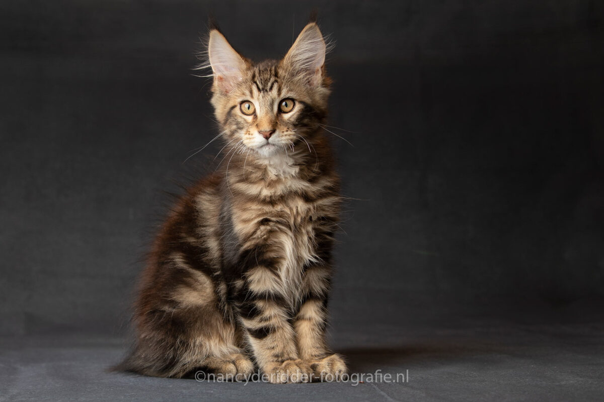 Spencer, fotoshoot, model