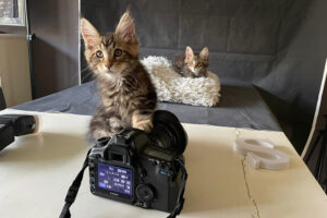 Fotoshoot, Cooper, Spencer, Maine-Coon