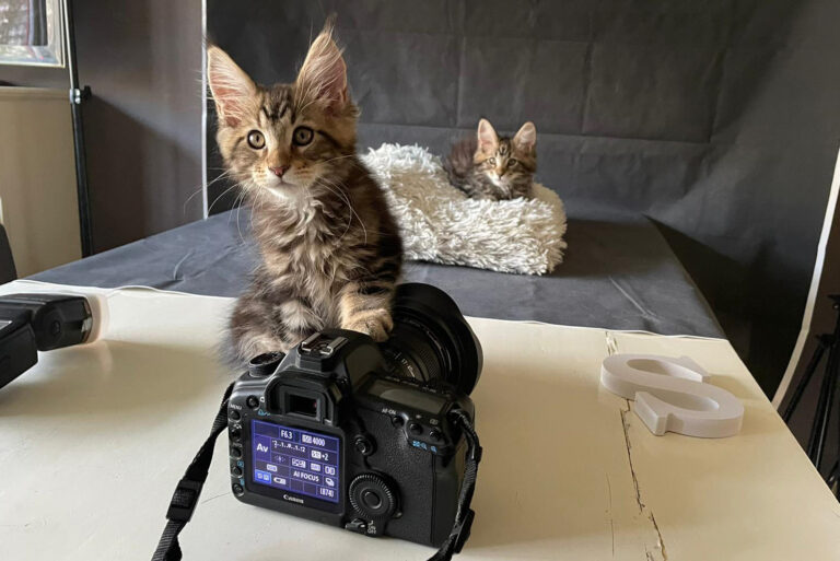 Fotoshoot, Cooper, Spencer, Maine-Coon