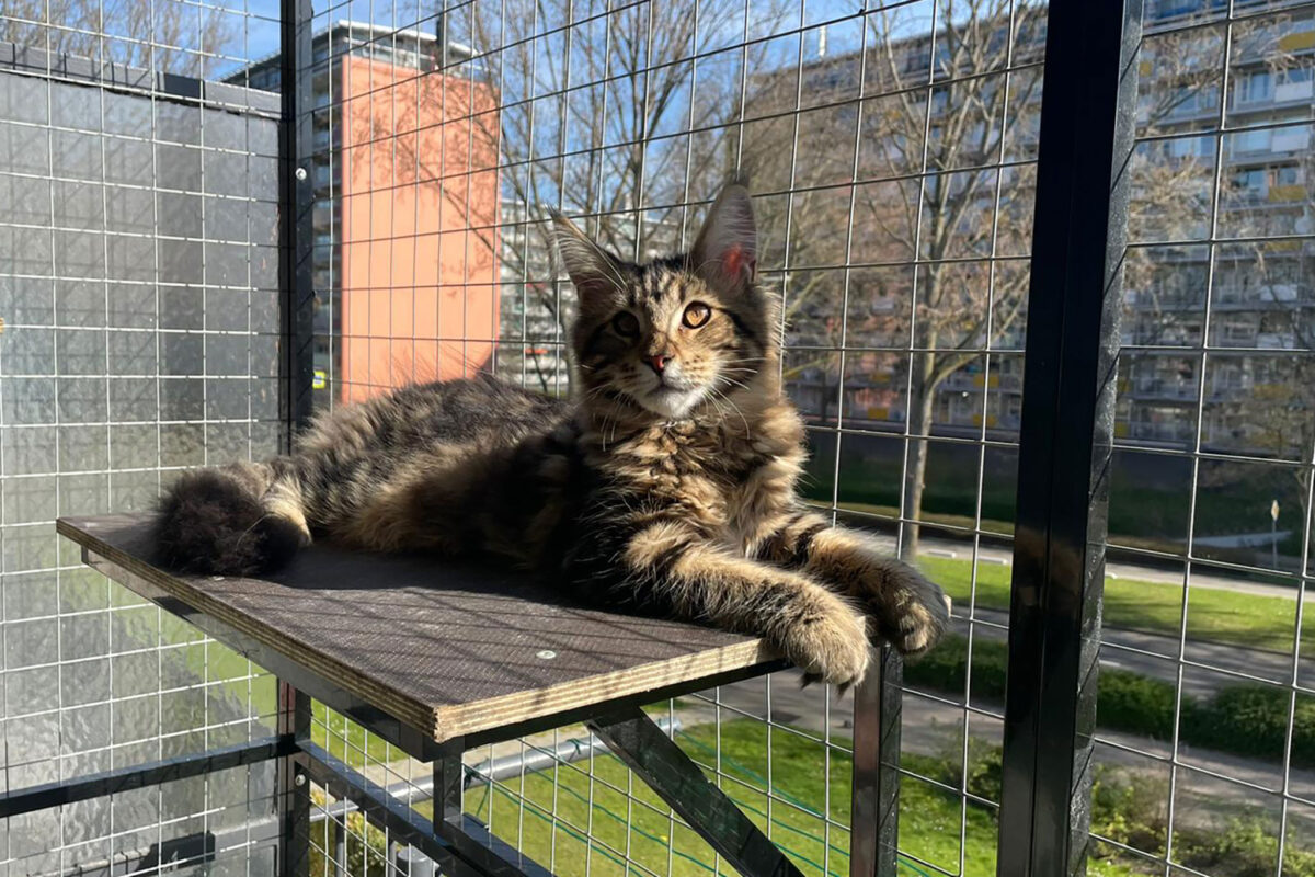 kattenren, Cooper, balkon