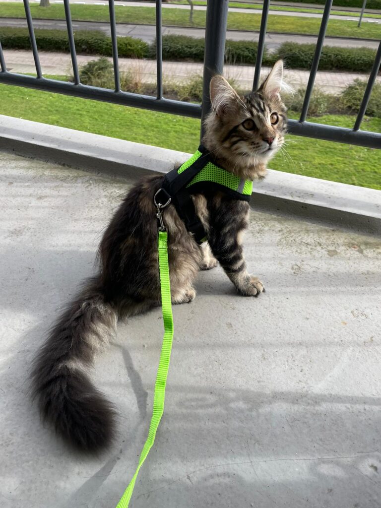 kattentuigje, balkon, cooper, spencer