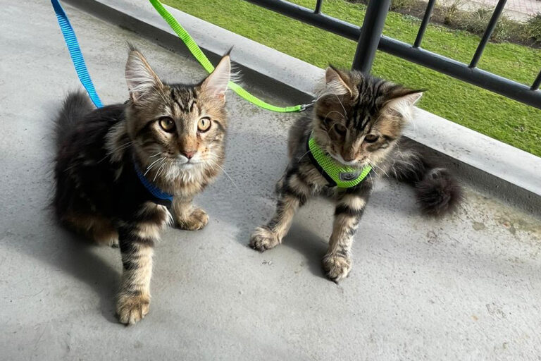 kattentuigje, cooper, spencer, balkon