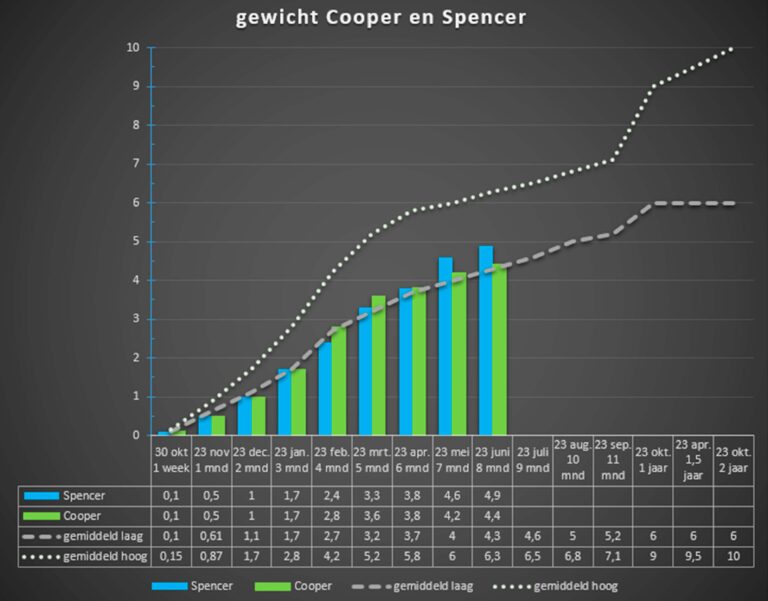 groeien, grafiek, groeigrafiek, maine-coons