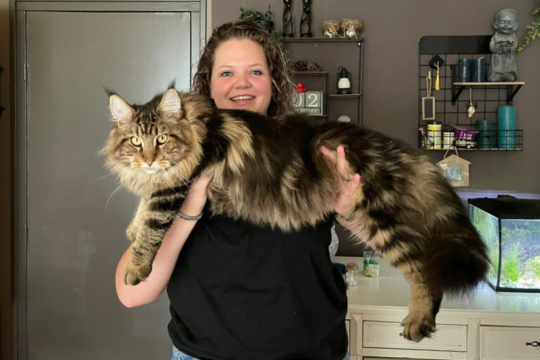 groeien, maine-coon, kittens