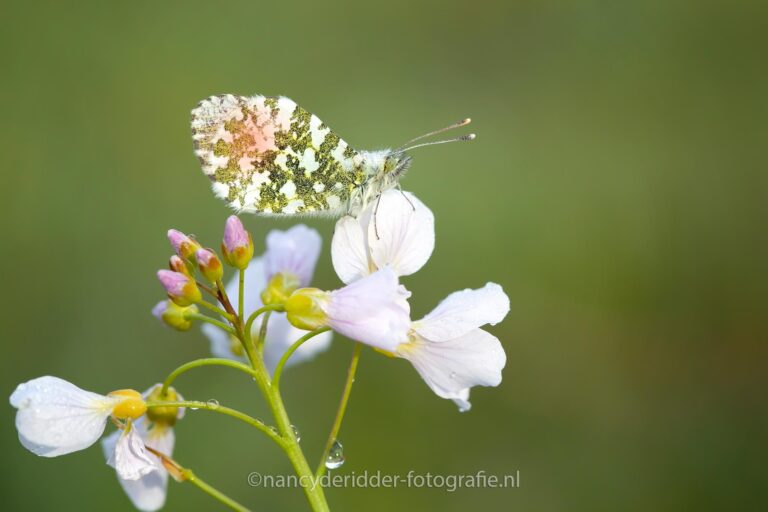 pinksterbloem, waardplant, oranjetipje, vlinder, voorjaar