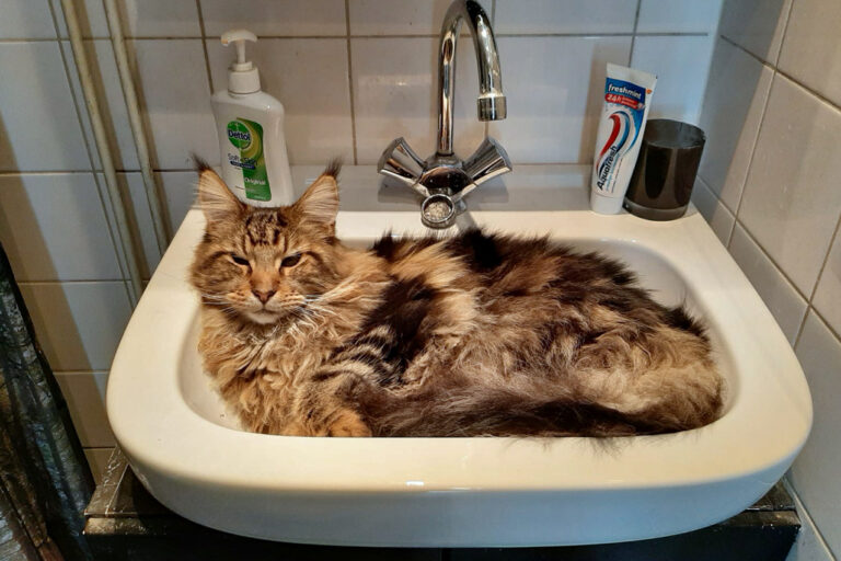 wasbak, maine-coon, spencer