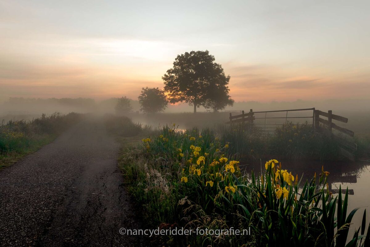 sunrise, gouderak, grondmist, zonsopkomst