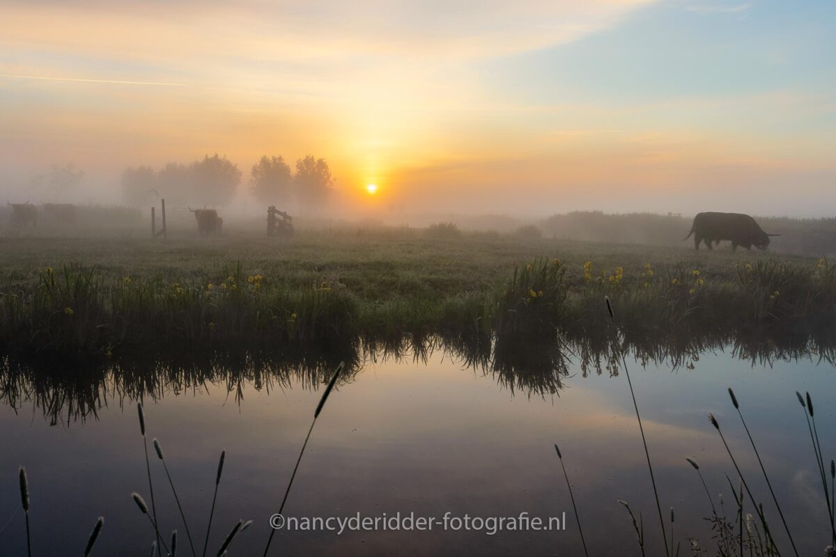 sunrise, gouderak, grondmist, zonsopkomst