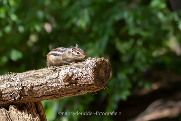 boomstam, uitkijkpunt, eekhoorntje, grondeekhoorn