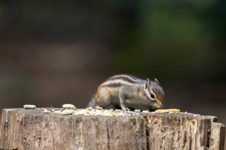 grondeekhoorn, siberische grond eekhoorn, natuur, wandelbos