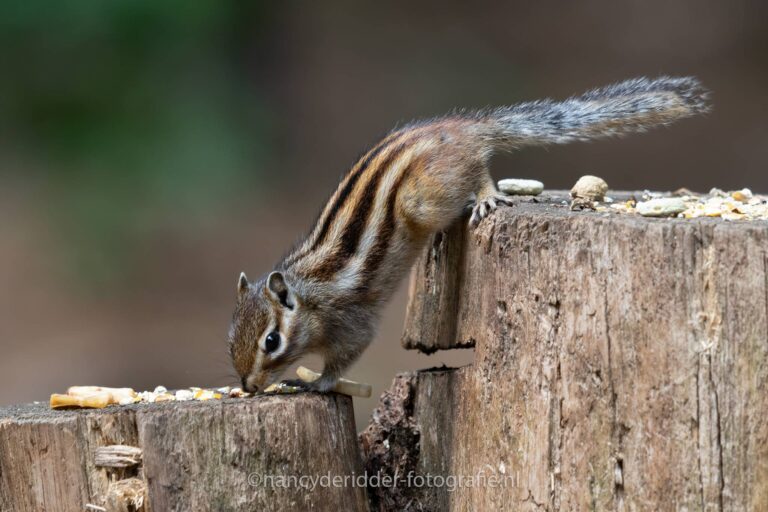 eekhoorntjes, natuur, wandelbos